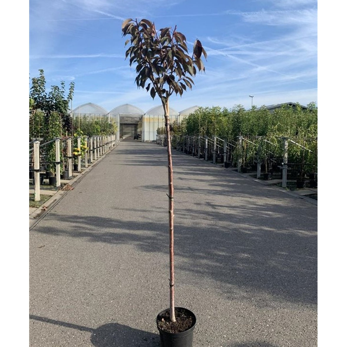 Japanskt körsbär – Prunus serrulata 'Royal Burgundy' - C25 8/10 220 CM Stem